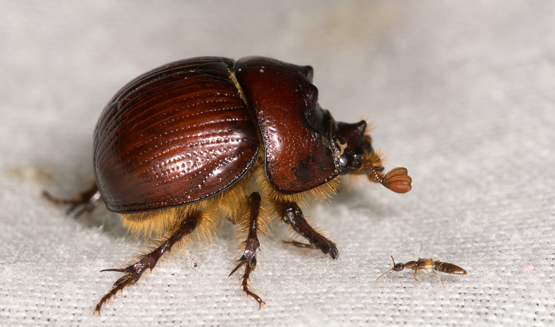 Bolbelasmus unicornis - szarvas álganéjtúró