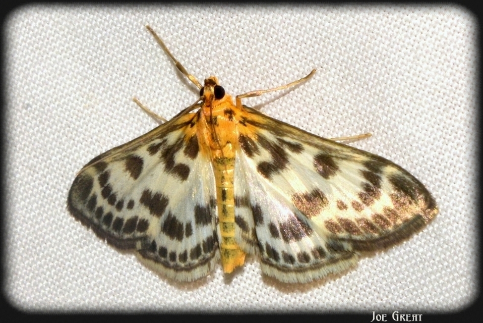 Anania hortulata - tarka csalánmoly