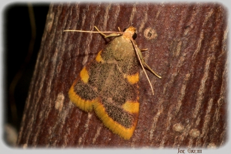 Hypsopygia costalis - szénailonca