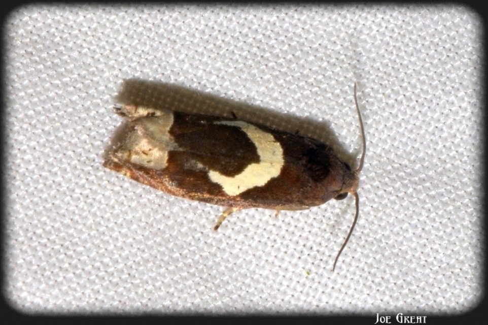Epiblema foenella - kampósfoltú tükrösmoly