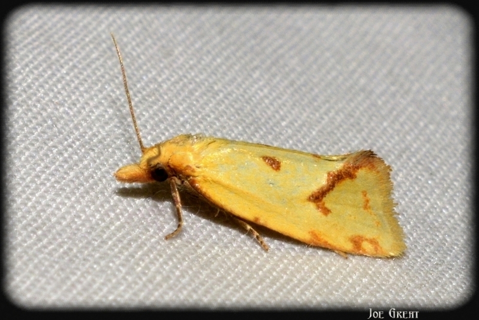 Agapeta hamana - közönséges sárgamoly