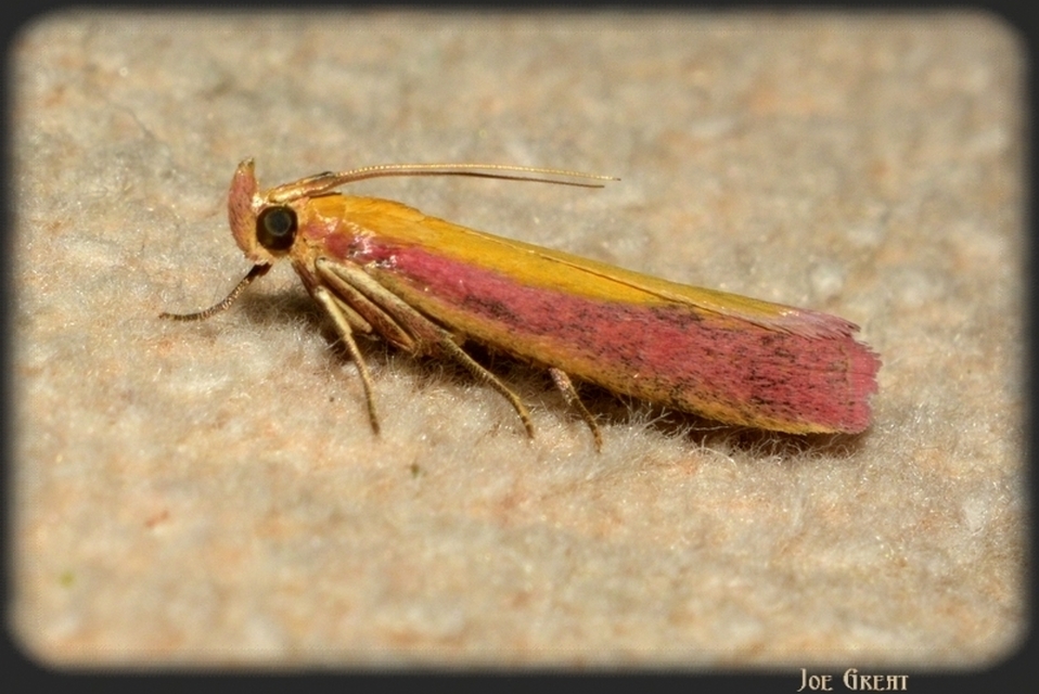 Oncocera semirubella - lucernamoly