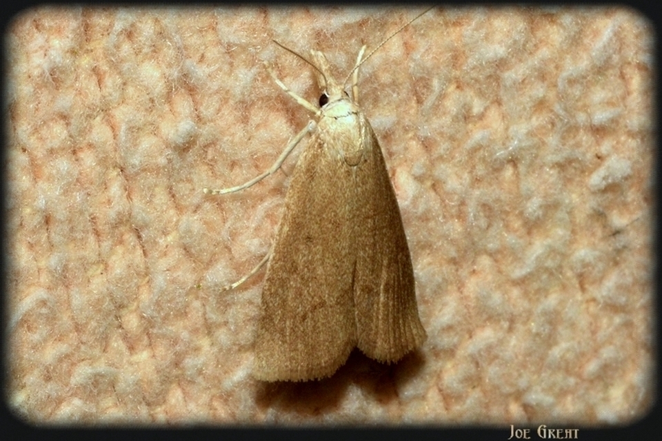 Calamotropha paludella - barna nádlevélmoly