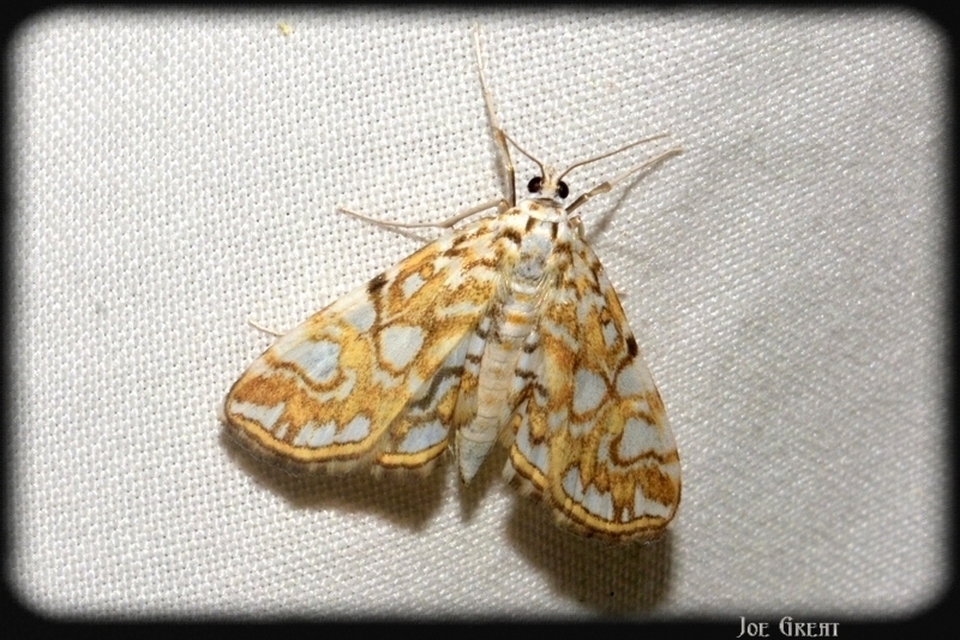 Elophila nymphaeata - tarka vízimoly