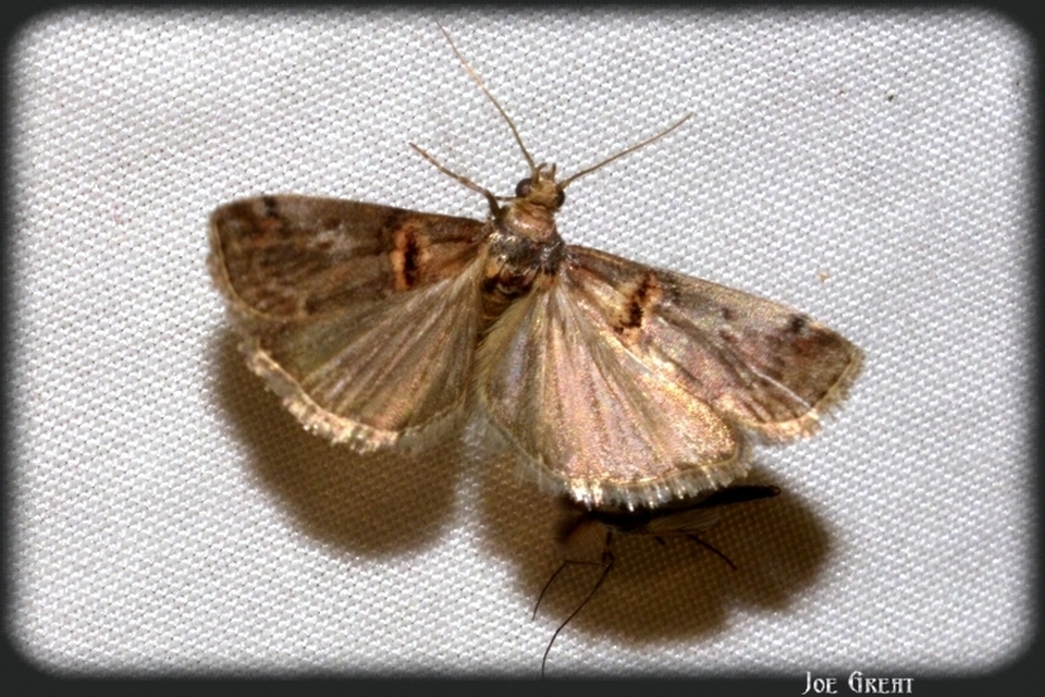 Trachonitis cristella - bokorrágó karcsúmoly