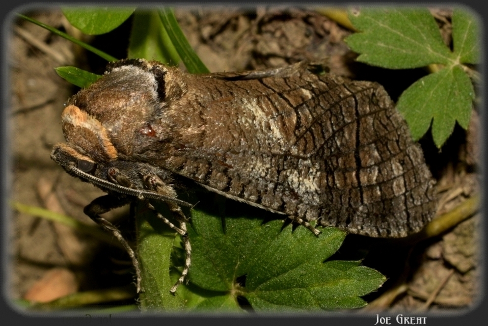 Cossus cossus - fűzfarontólepke