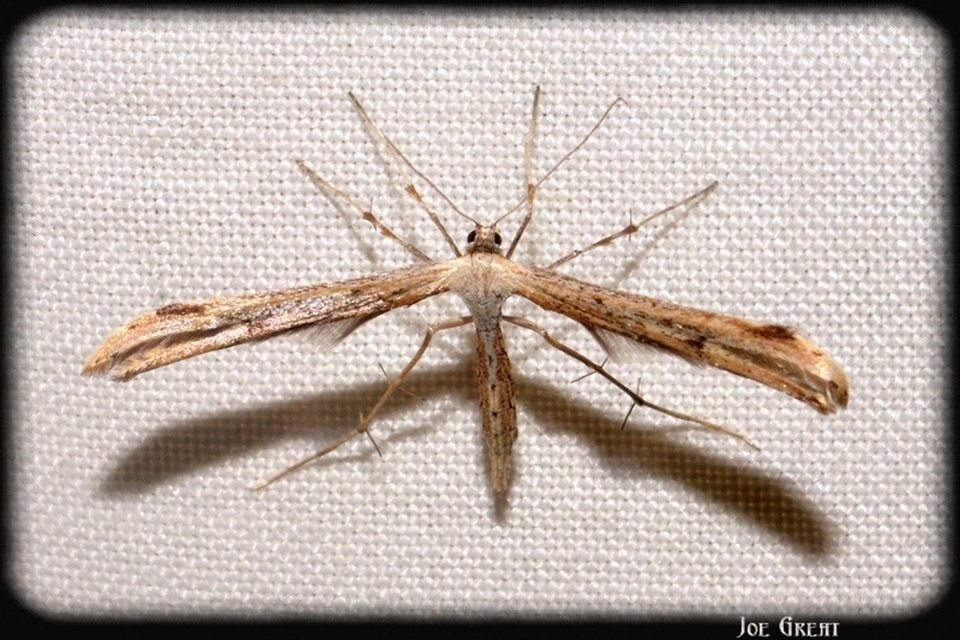 Pterophoridae - tollasmolyfélék