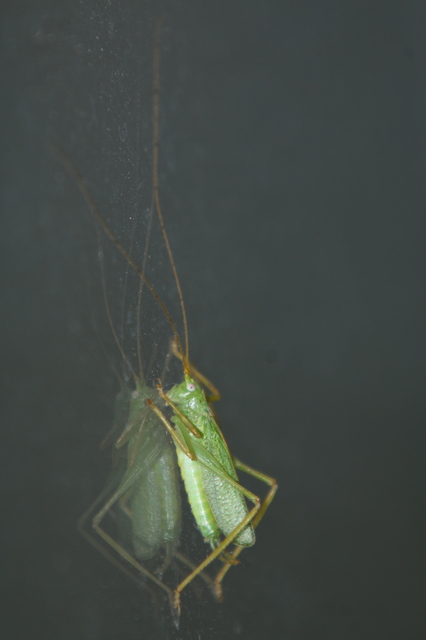 Meconema thalassinum - közönséges dobolószöcske