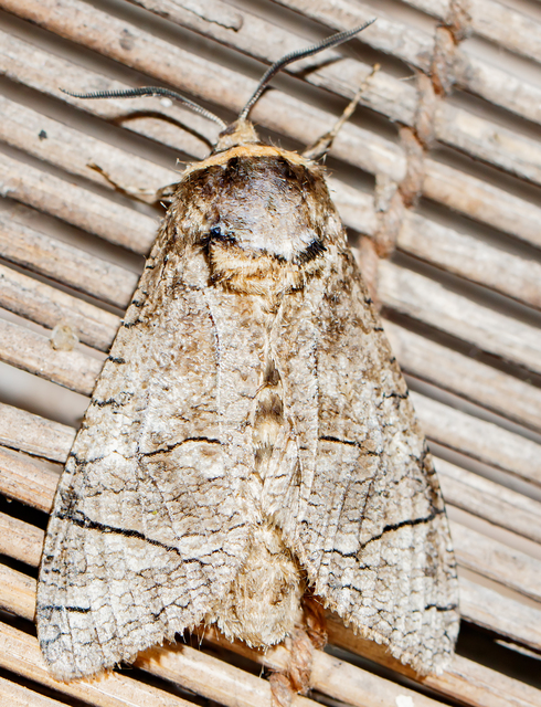 Cossus cossus - fűzfarontólepke