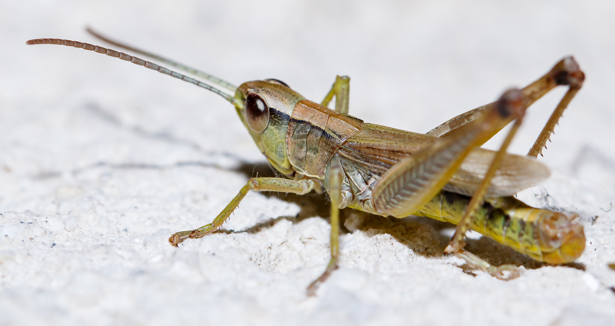 Pseudochorthippus parallelus - közönséges rétisáska