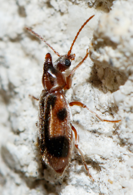 Notoxus monoceros - sárgahasú nyakszarvúbogár