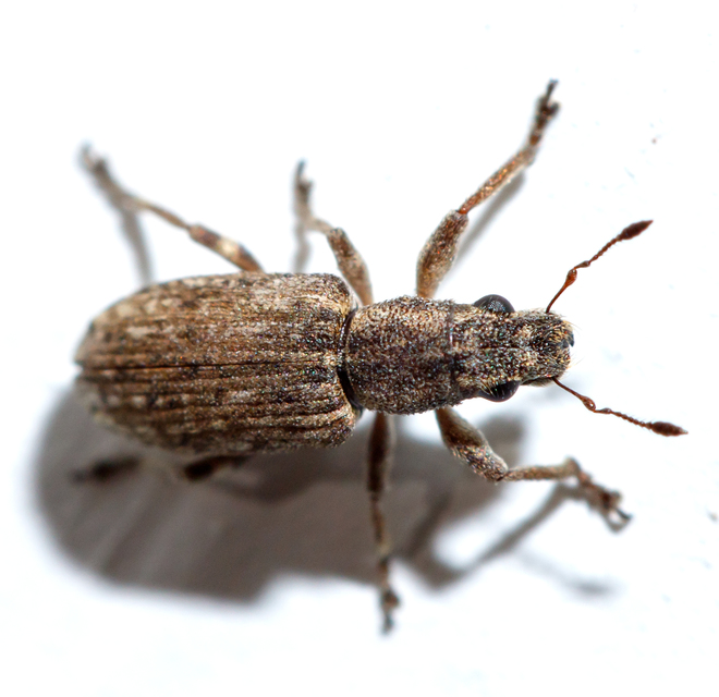 Sitona callosus - szempillás csipkézőbogár