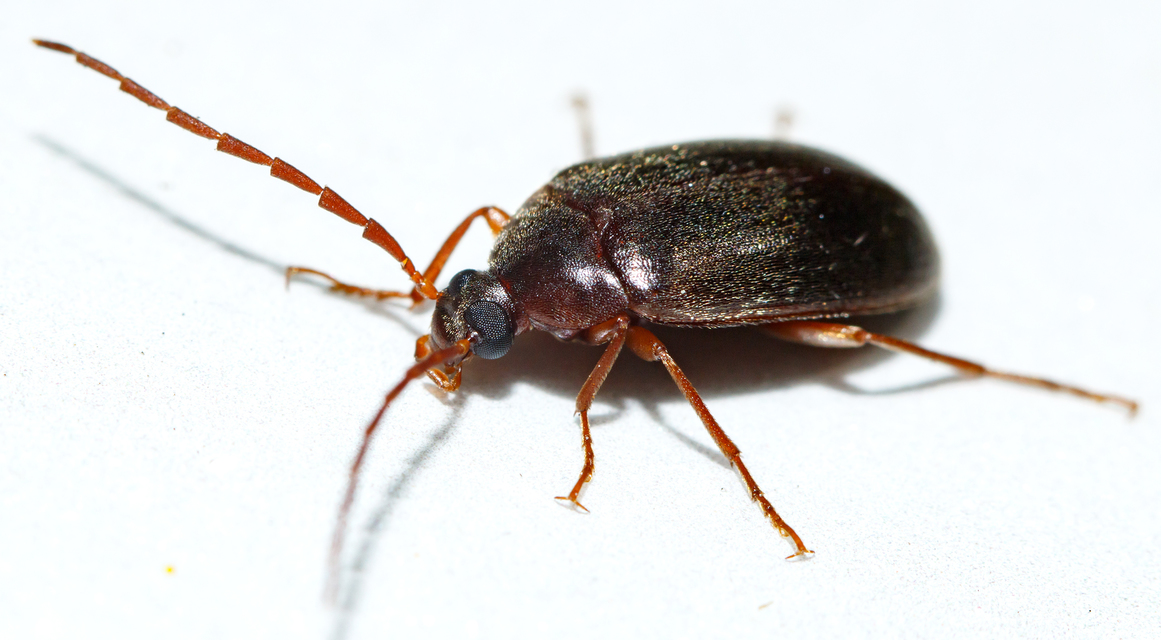 Hymenalia rufipes - rőtlábú alkonybogár
