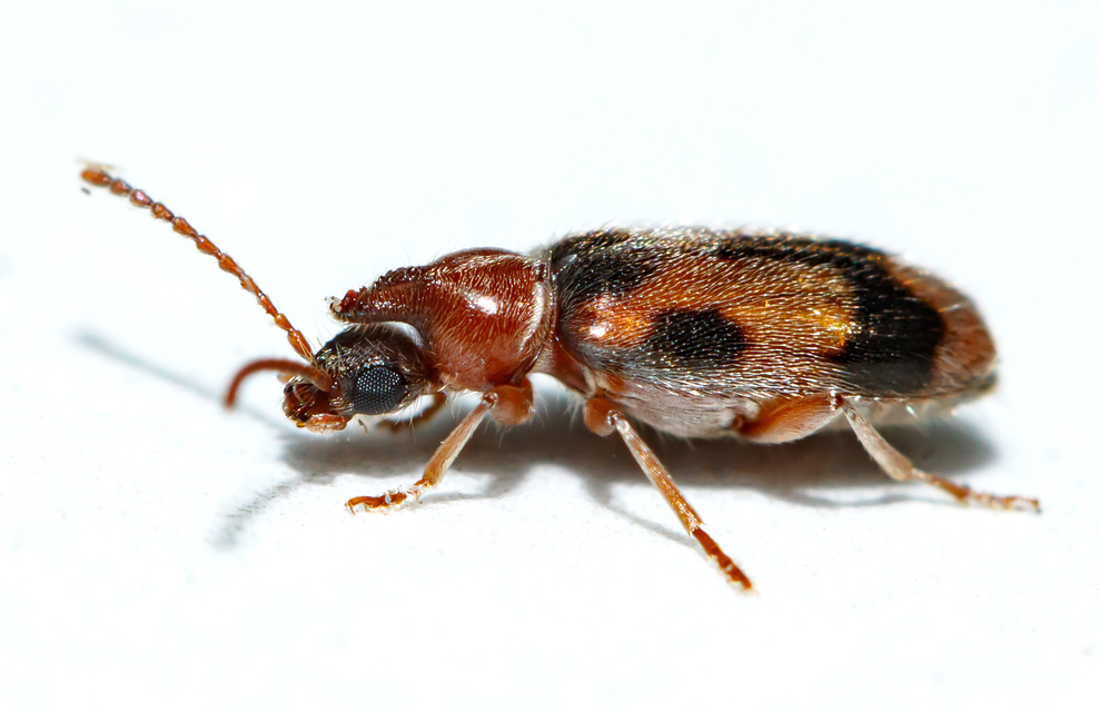 Notoxus monoceros - sárgahasú nyakszarvúbogár