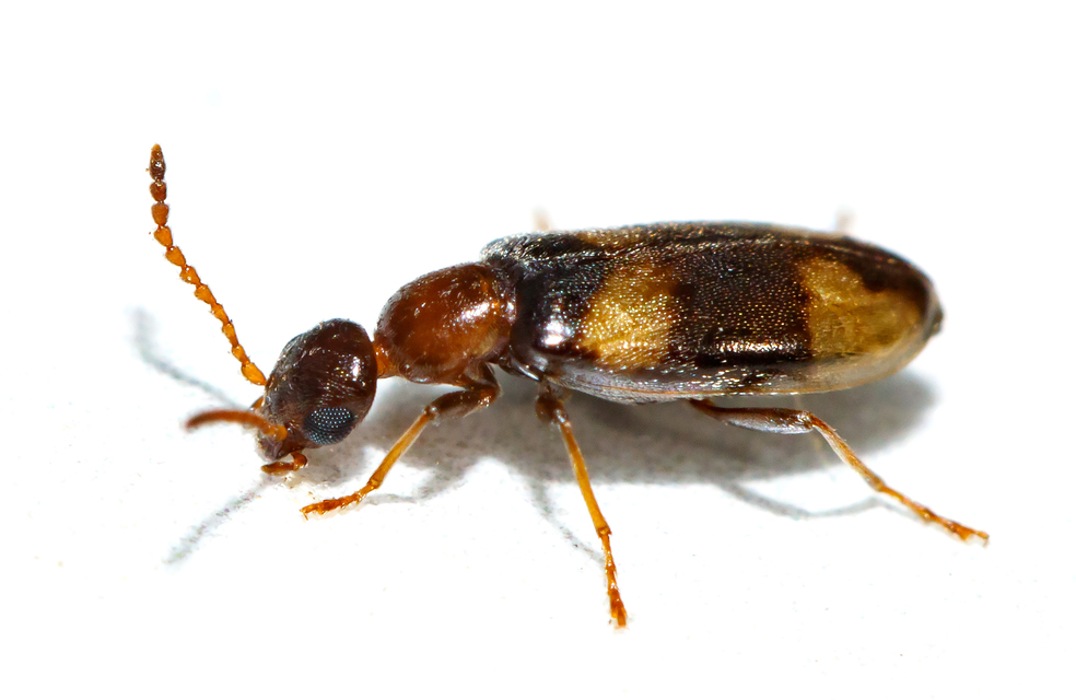 Omonadus bifasciatus - kétöves fürgebogár