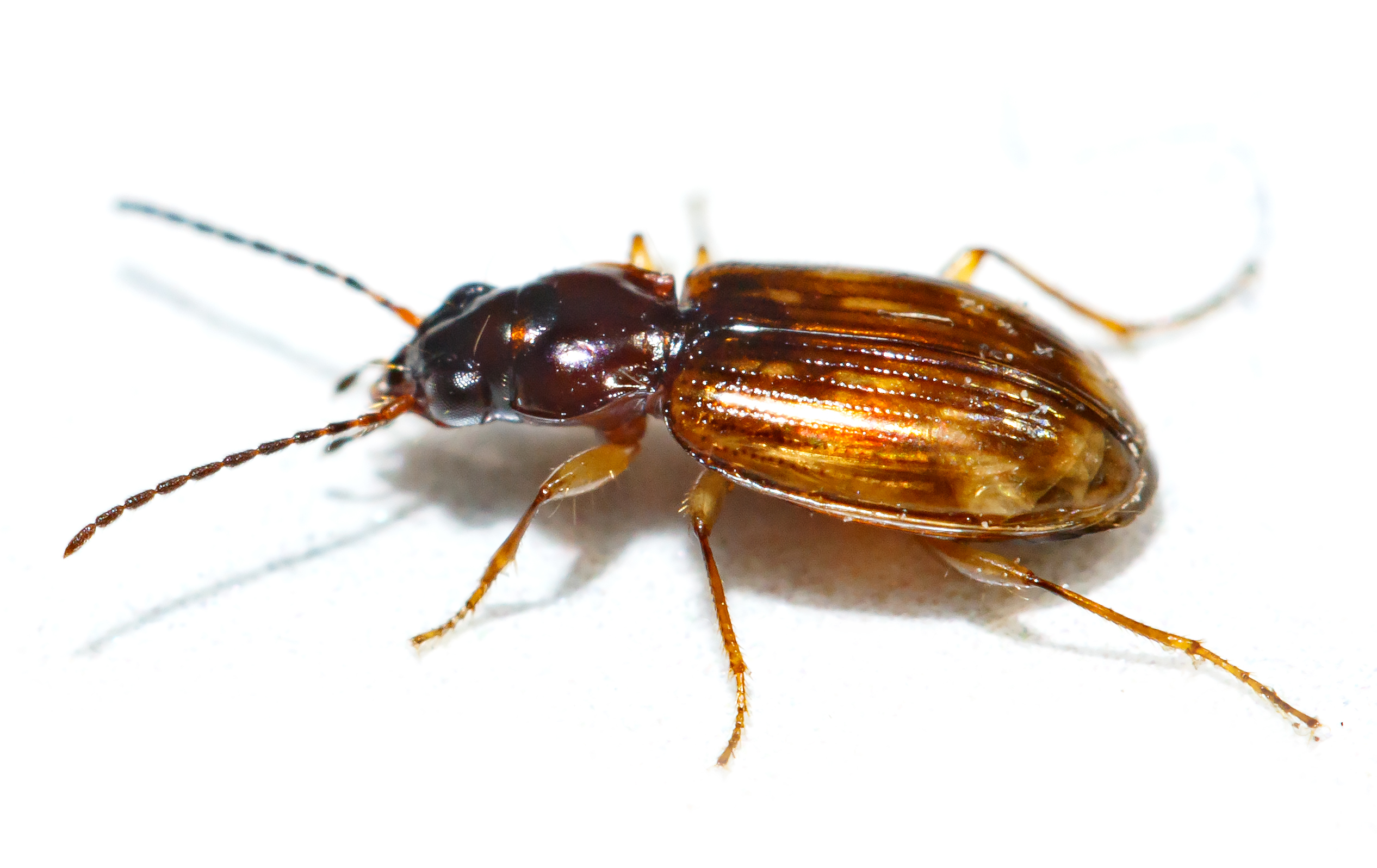 Bembidion fumigatum - csíkos gyorsfutó
