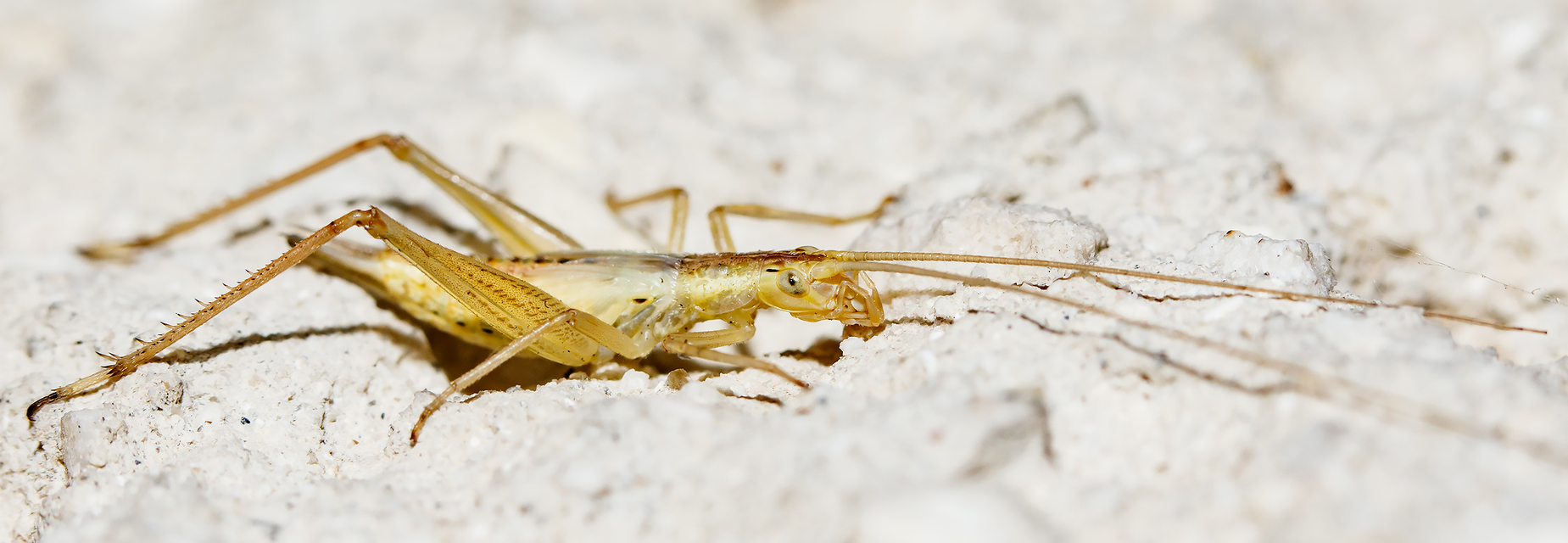 Oecanthus pellucens - pirregőtücsök