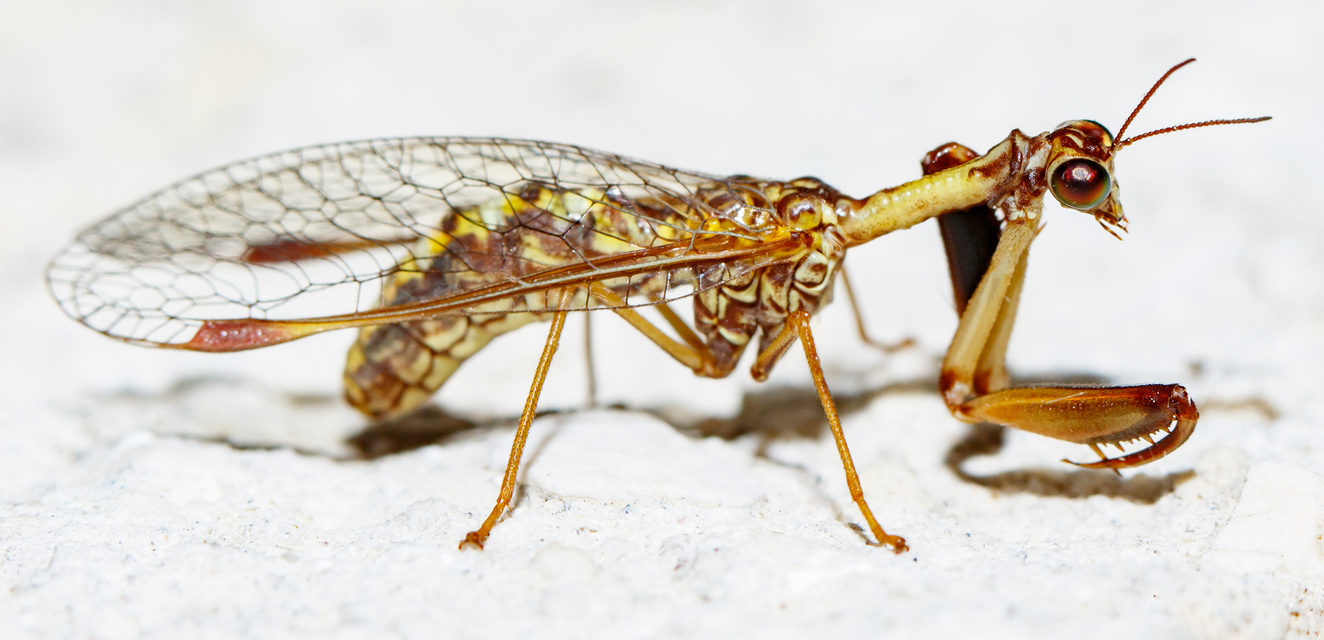 Mantispa styriaca - kétszínű fogólábú-fátyolka