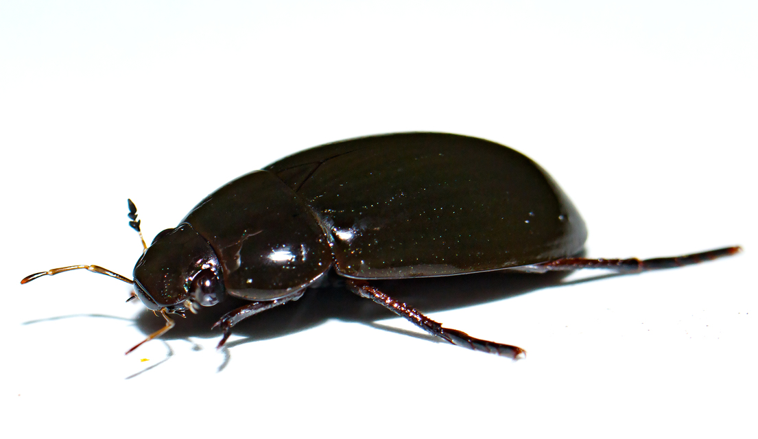 Hydrochara caraboides - kis csibor