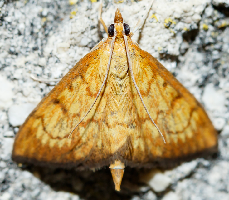 Ecpyrrhorrhoe rubiginalis - rozsdavörös tűzmoly