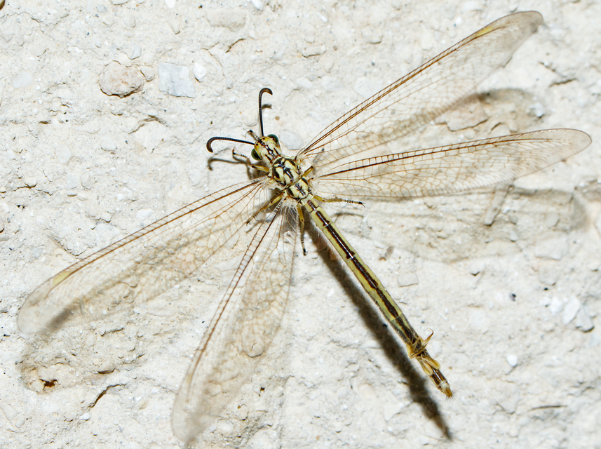 Myrmecaelurus trigrammus - hangyafarkas