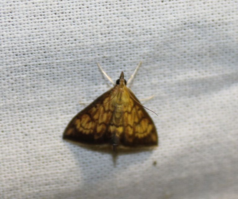 Ecpyrrhorrhoe rubiginalis - rozsdavörös tűzmoly