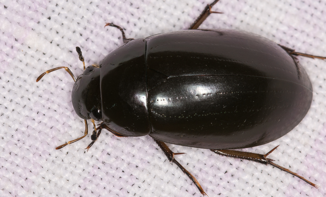 Hydrochara caraboides - kis csibor