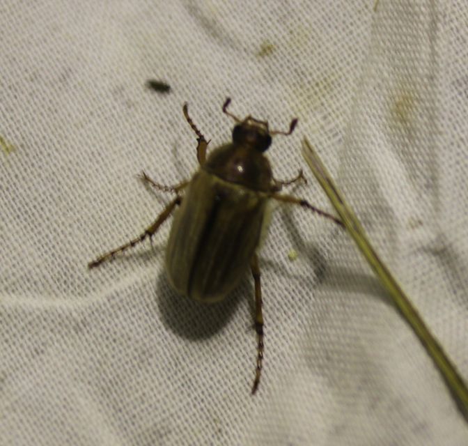 Amphimallon solstitiale - bordás sárgacserebogár