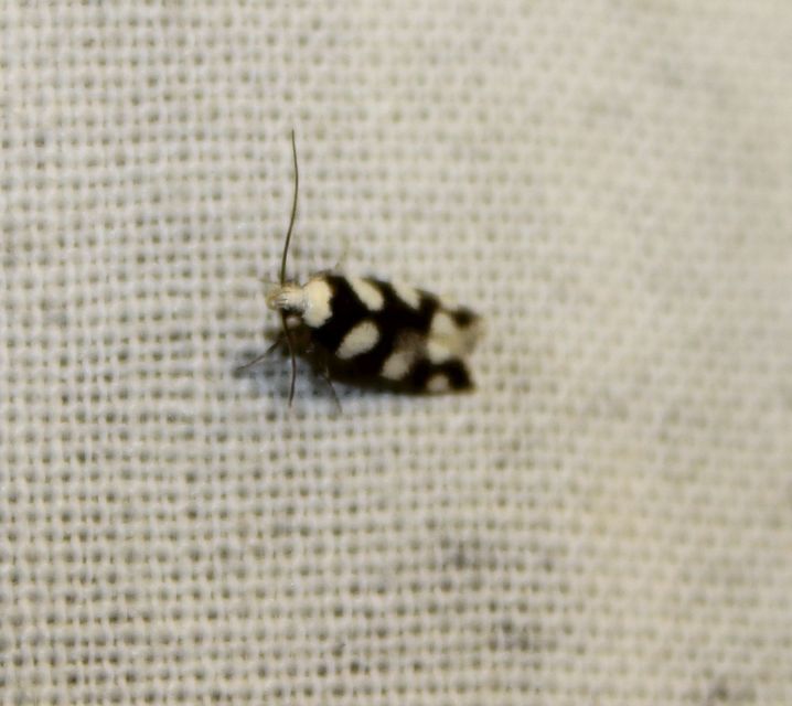 Pseudotelphusa tessella - sóskafamoly