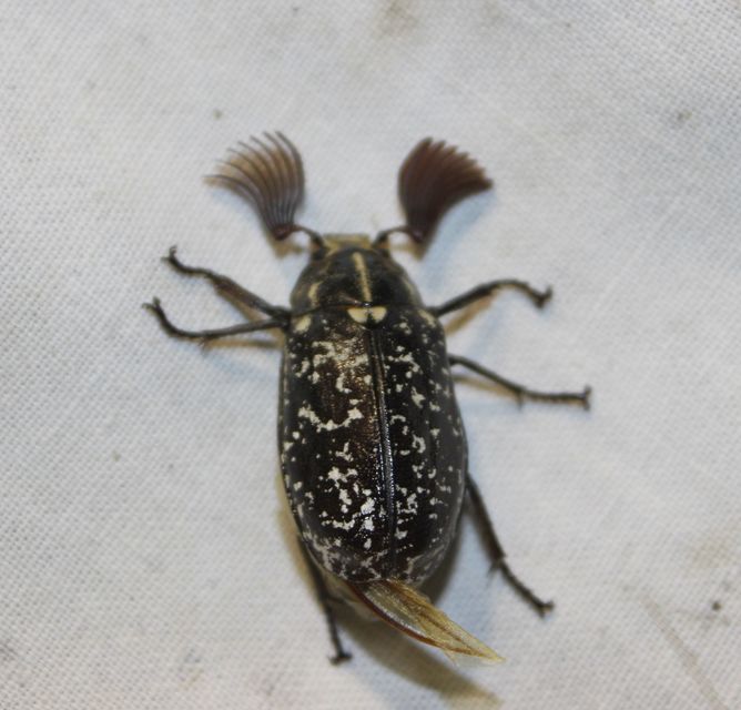 Polyphylla fullo - csapó cserebogár