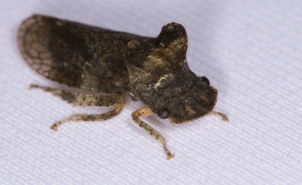 Ledra aurita - füleskabóca