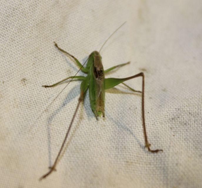 Bicolorana bicolor - halványzöld rétiszöcske