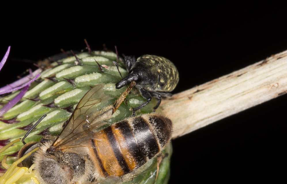 Larinus turbinatus - kúposorrú púderbarkó
