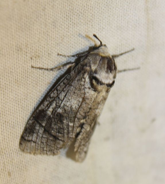 Cossus cossus - fűzfarontólepke