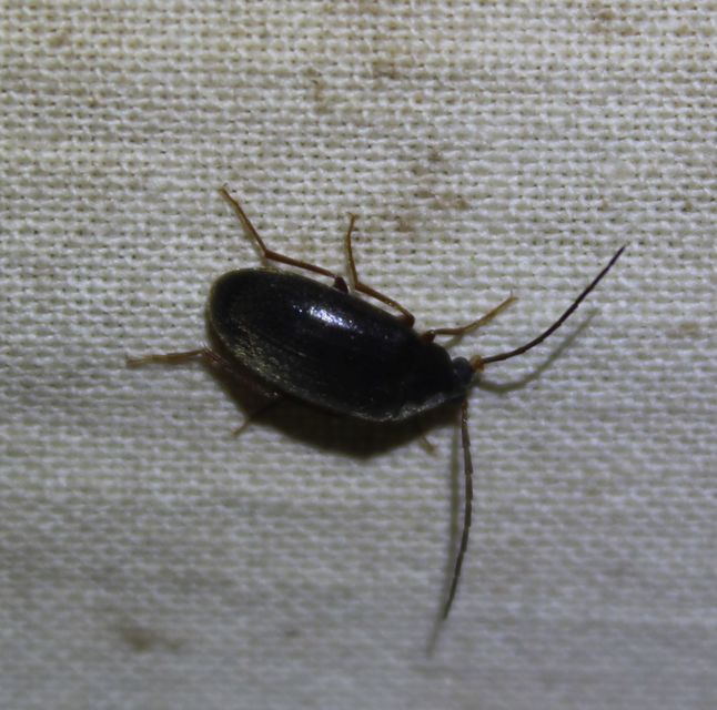 Hymenalia rufipes - rőtlábú alkonybogár