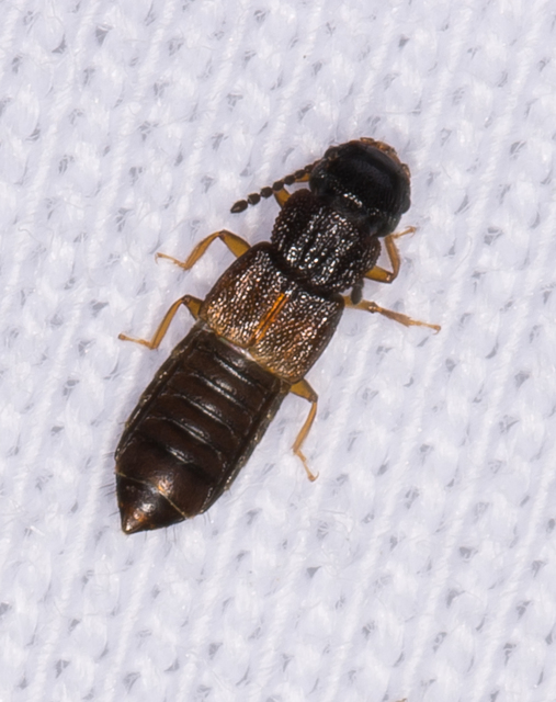 Anotylus rugosus - rovátkáshátú korhóholyva Anotylus rugosus - rovátkáshátú korhóholyva