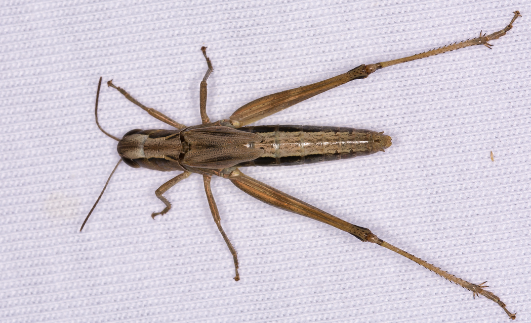 Pseudochorthippus parallelus - közönséges rétisáska