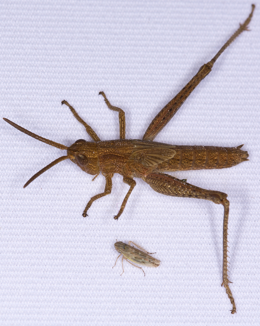 Chorthippus (Chorthippus) (subgenus)
