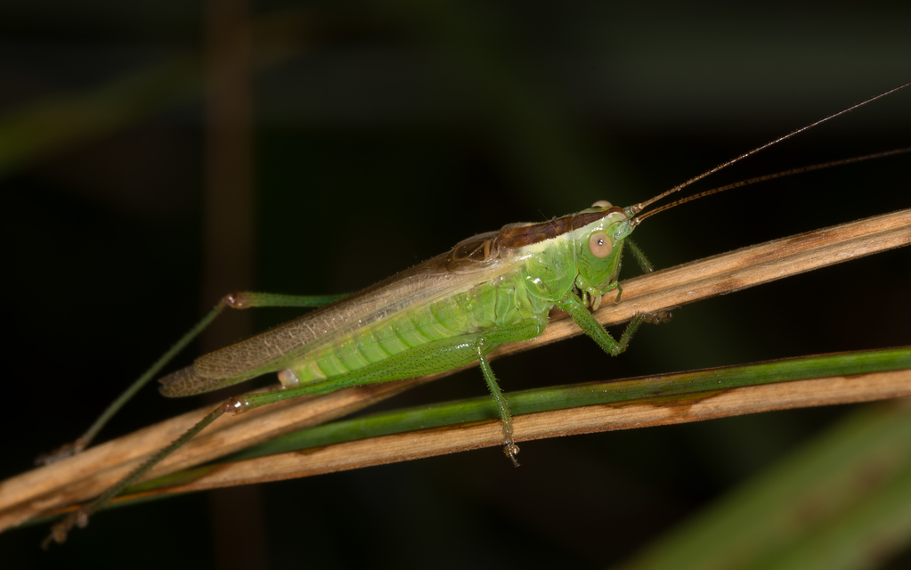 Conocephalus fuscus - kis kúpfejűszöcske