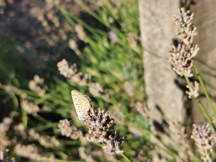 Polyommatus icarus - közönséges boglárka