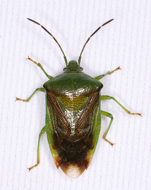 Elasmostethus Elasmostethus