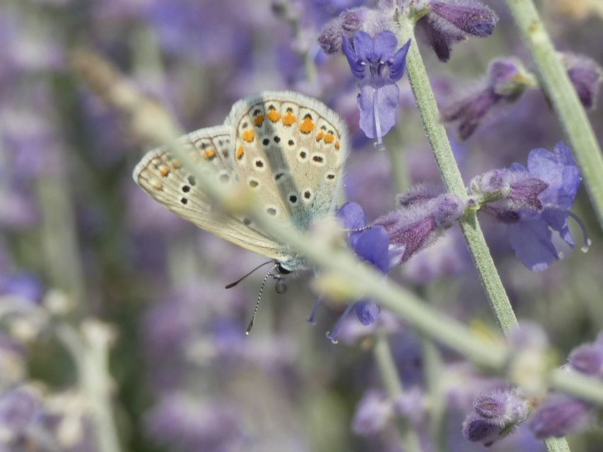 Polyommatus icarus - közönséges boglárka