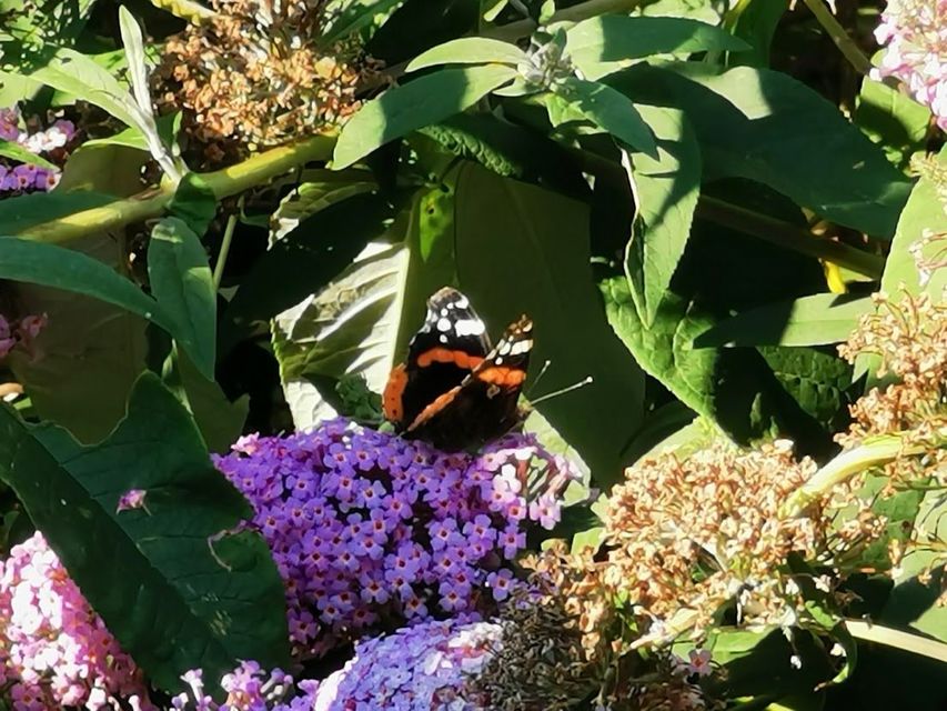 Vanessa atalanta - atalantalepke