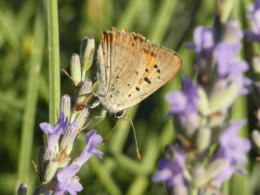 Lycaena phlaeas - közönséges tűzlepke
