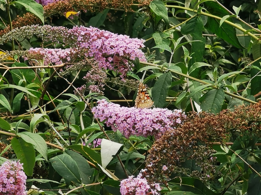 Vanessa cardui - bogáncslepke