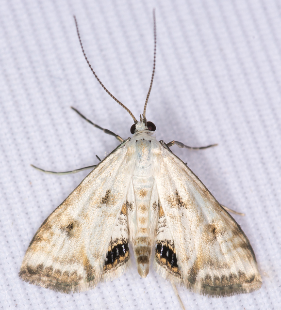 Cataclysta lemnata - békalencsemoly
