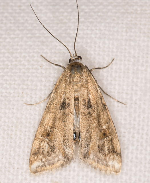 Cataclysta lemnata - békalencsemoly