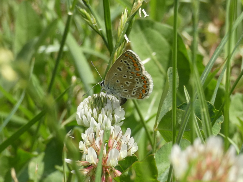 Polyommatus icarus - közönséges boglárka