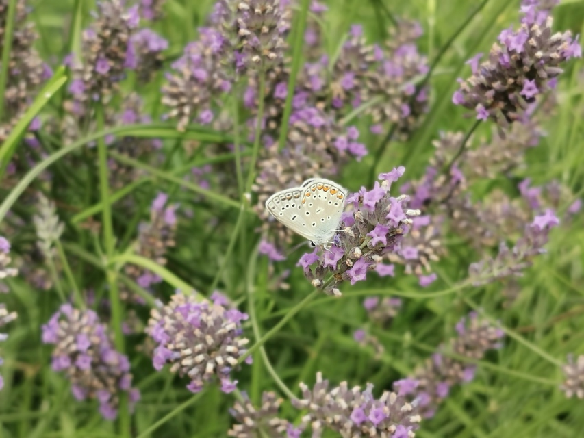Polyommatus icarus - közönséges boglárka