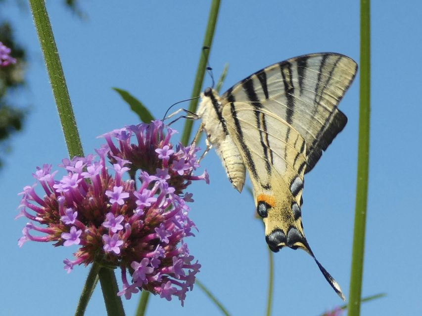 Iphiclides podalirius - kardoslepke